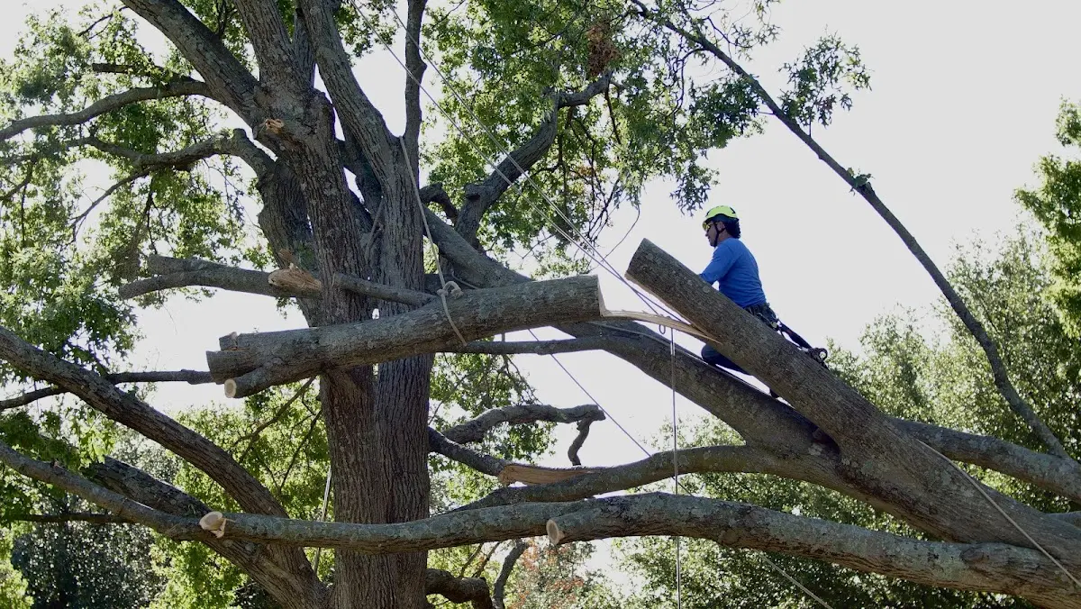 Professional Hazardous Tree Removal performed by certified arborists in Roseau