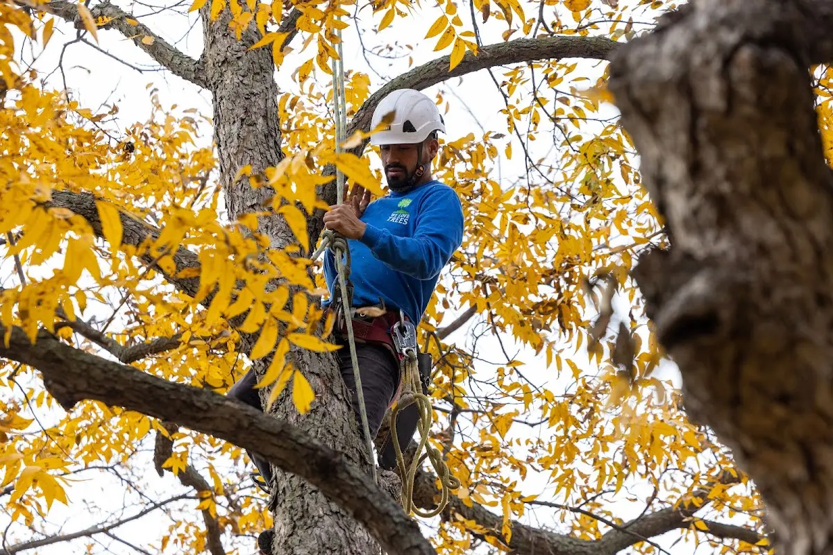 Skilled Tree Planing crew working in Roseau